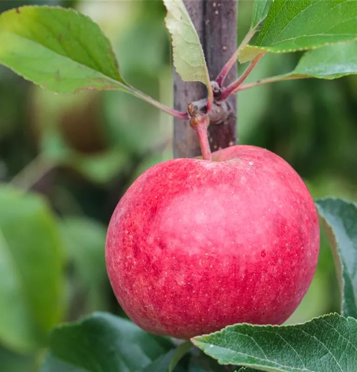 Apfel 'Roter Berlepsch' mittel
