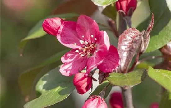 Malus 'Royalty'