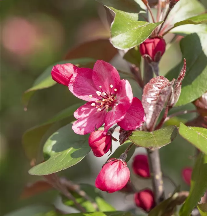 Zierapfel 'Royalty'