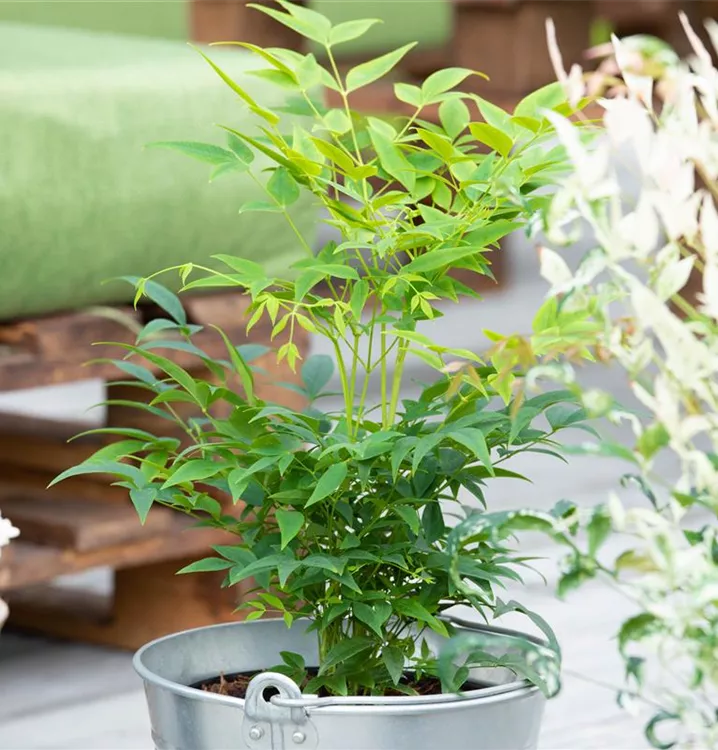 Heiliger Bambus 'Lemon and Lime'