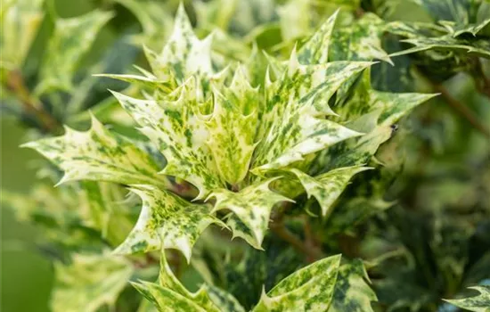 Osmanthus heterophyllus 'Goshiki'