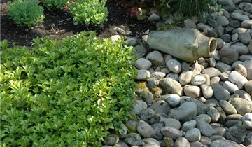 Zum Vergrößern klicken Bildvorschau