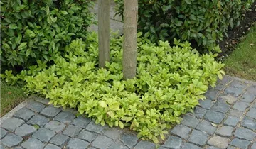 Zum Vergrößern klicken Bildvorschau