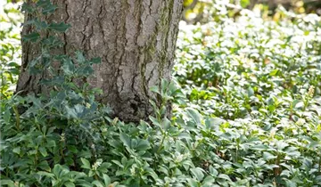 Zum Vergrößern klicken Bildvorschau