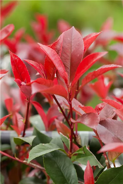 photinia haie Glanzmispel Carré Rouge 40–60 cm – Rote Heckenpflanze, Photinia fraser –  Blumen-Senf®