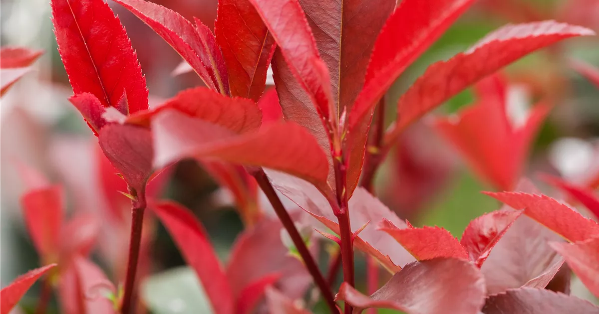 Photinia fraseri 'Devil's Dream' -R-, Glanzmispel 'Devil's Dream' -  GartenBaumschule Becker