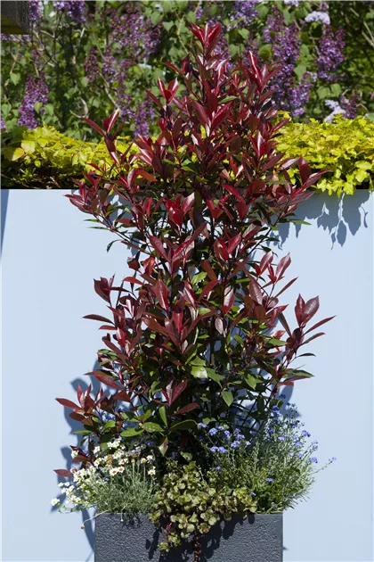 Photinia fraseri 'Red Robin', Glanzmispel 'Red Robin' - GartenBaumschule  Becker