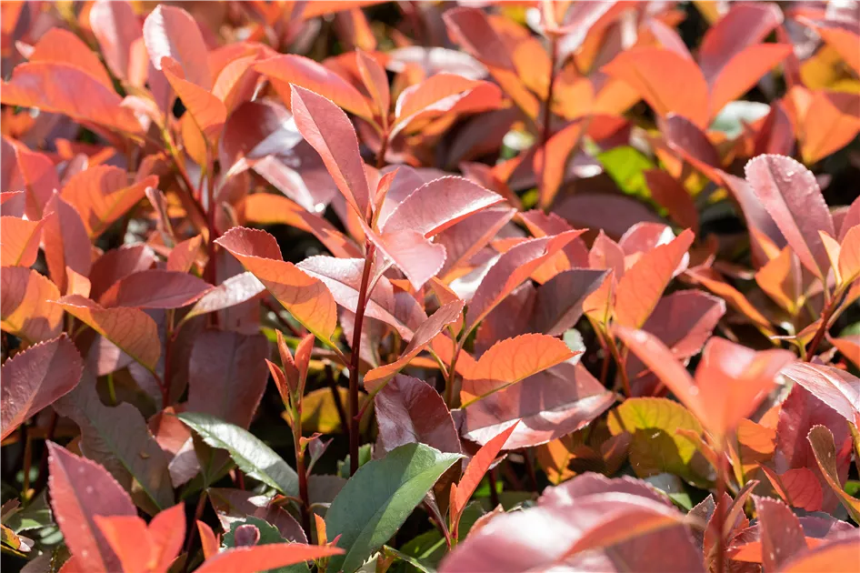 cotoneaster kriechend Fächer-Zwergmispel - Cotoneaster horizontalis main image 1