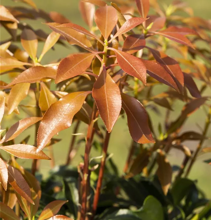 Schattenglöckchen 'Mountain Fire'