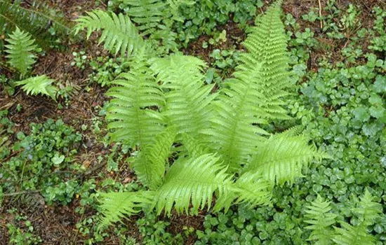Polystichum setiferum 'Proliferum'