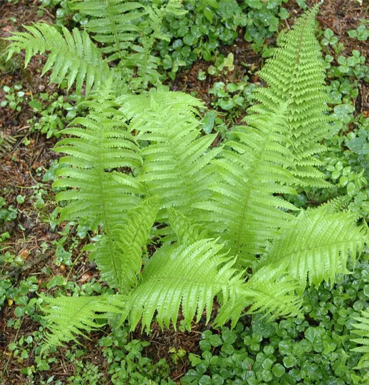 Schmaler Filigranfarn