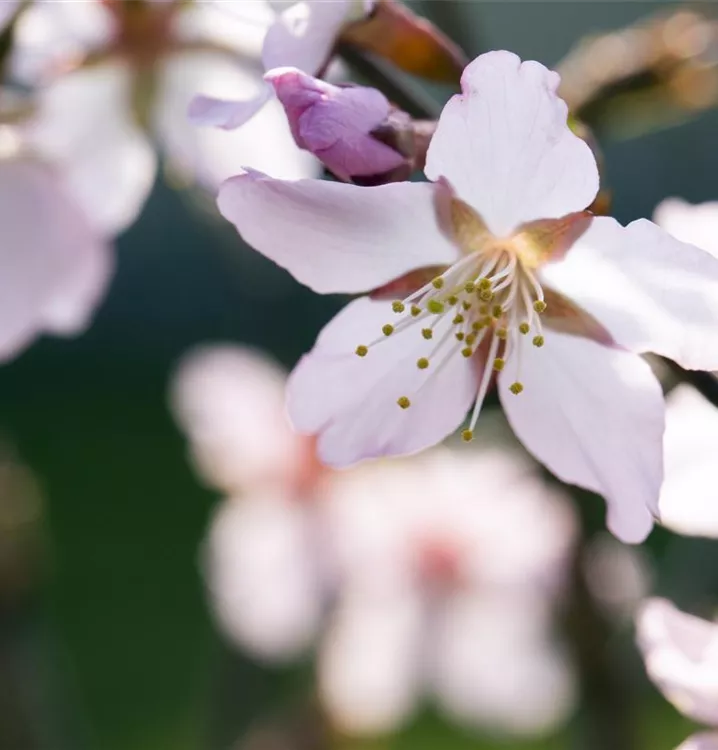 Kurilenkirsche 'Ruby'