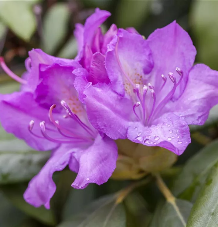 Rhododendron-Hybride 'Catawbiense Boursault'