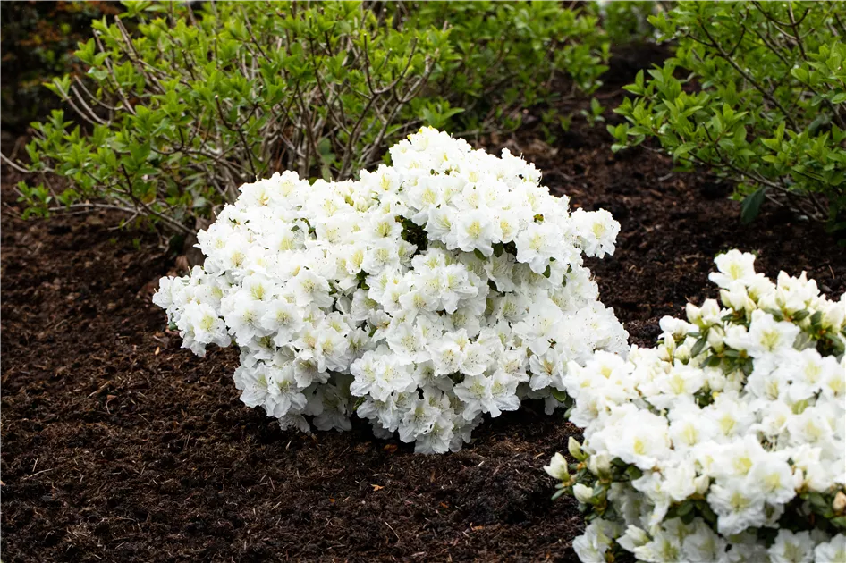 schmale thuja hecke Thuja Smaragd kaufen – schmale Hecke main image 1