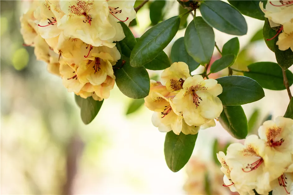 Rhododendron Hybr.'Viscy', Rhododendron-Hybride 'Viscy' - GartenBaumschule  Becker