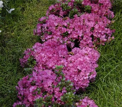 Rhododendron obt.'Anne Frank'