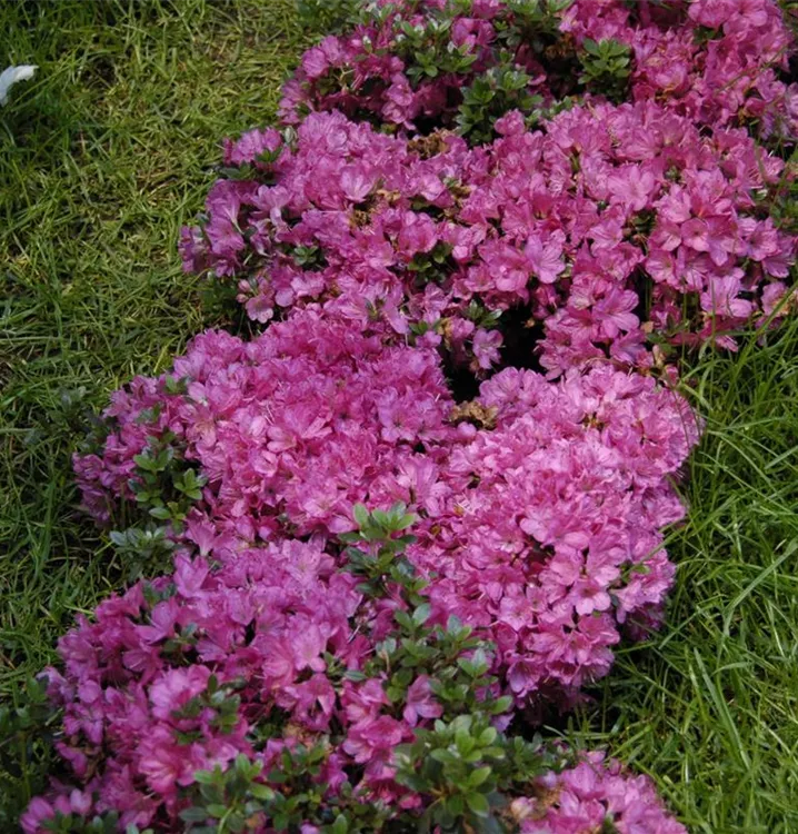 Japanische Azalee 'Anne Frank' Japanische Azalee 'Anne Frank'