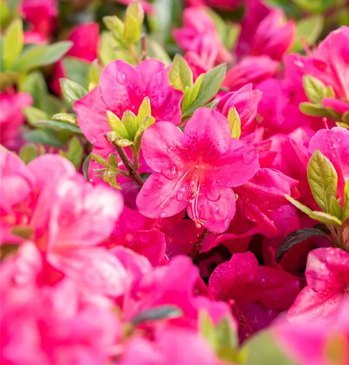 Japanische Azalee 'Little Red'