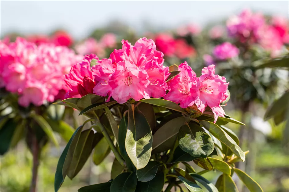 Rhododendron yak.'Morgenrot'