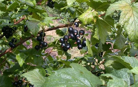 Ribes nigrum 'Dr.Bauers Ometa' -S- CAC