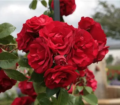 Rosa 'Amadeus' -R- KL
