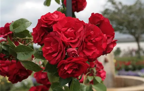 Rosa 'Amadeus' -R- KL