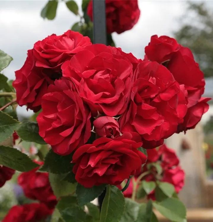 Kletterrose 'Amadeus' -R-
