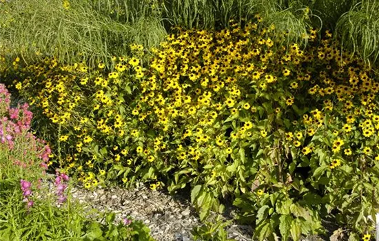 Rudbeckia triloba