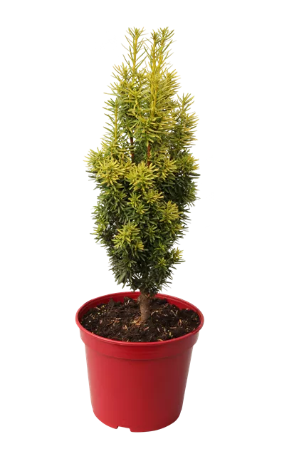 glanzmispel sorten fr hecke Glanzmispel 'Red Robin' (x3) - Photinia fraseri Red Robin