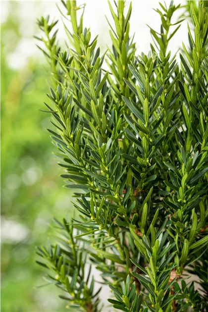 Taxus media 'Hillii', Eibe 'Hillii' - GartenBaumschule Becker