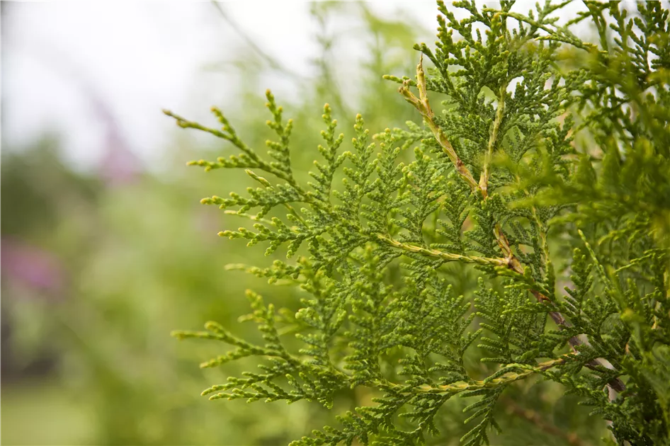 Thuja occidentalis 'Brabant', Lebensbaum 'Brabant' - GartenBaumschule Becker