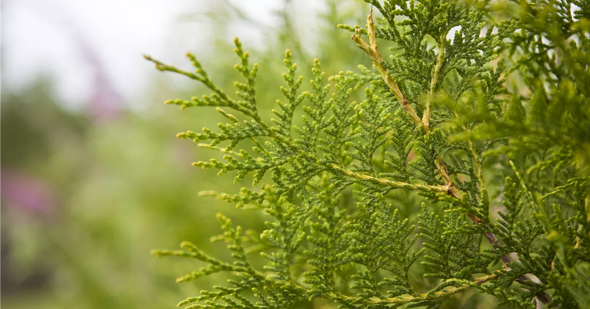 Thuja occidentalis 'Brabant', Lebensbaum 'Brabant' - GartenBaumschule Becker