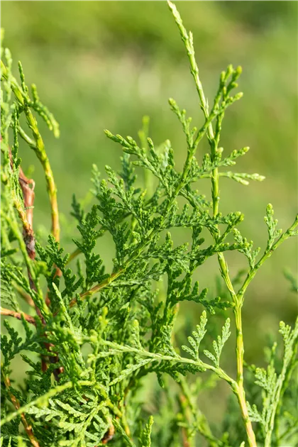 Thuja occidentalis 'Brabant', Lebensbaum 'Brabant' - GartenBaumschule Becker