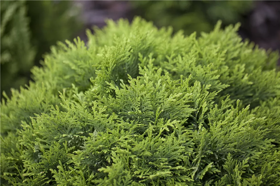 Thuja occidentalis 'Danica', Zwergiger Kugel-Lebensbaum - GartenBaumschule  Becker