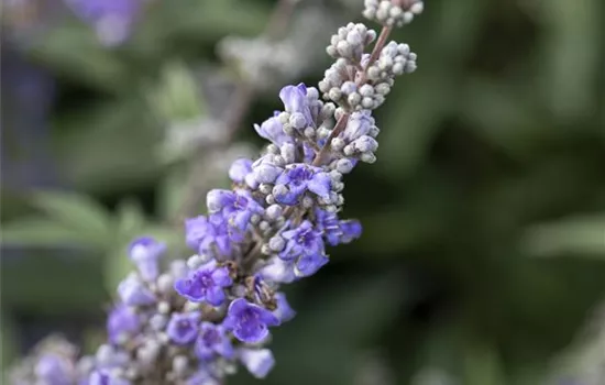 Vitex agnus-castus latifolia