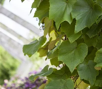 Vitis coignetiae