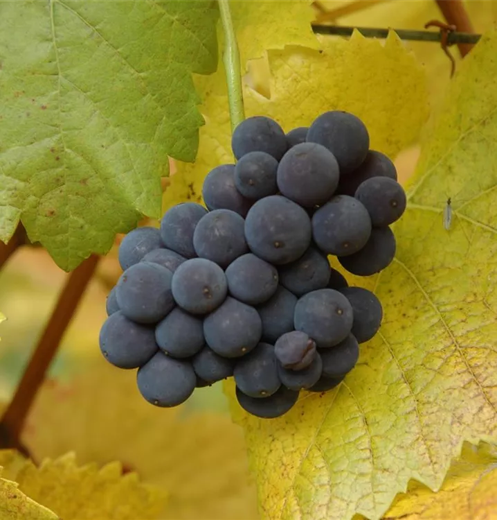 Tafeltraube 'Muscat bleu'