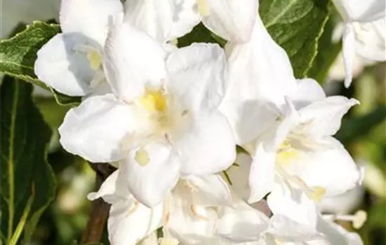 Weigela 'Candida'