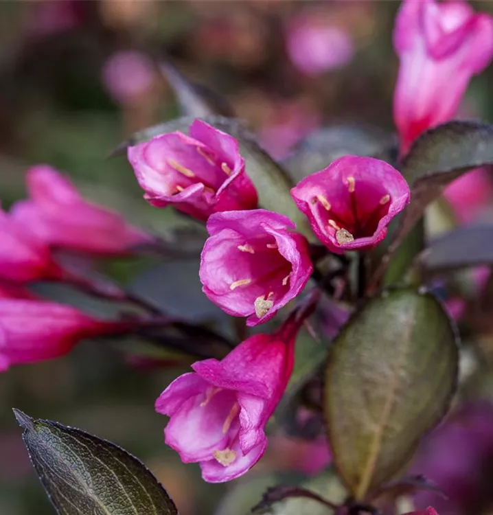 Rosa Weigelie 'Alexandra'