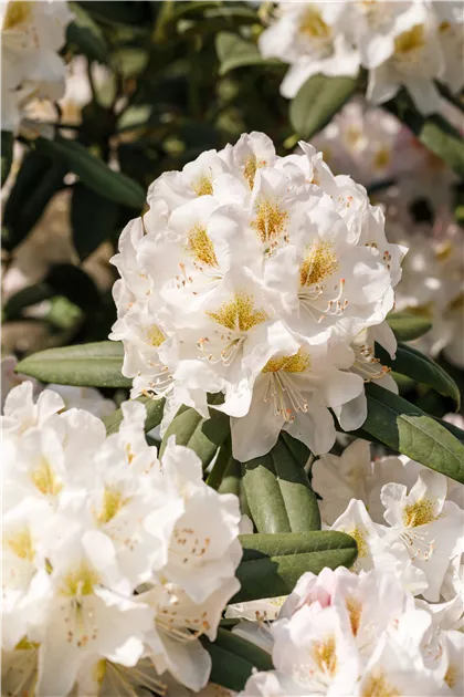 rhododendron trit d2 Southgate® Radiance™ Rhododendron main image 0