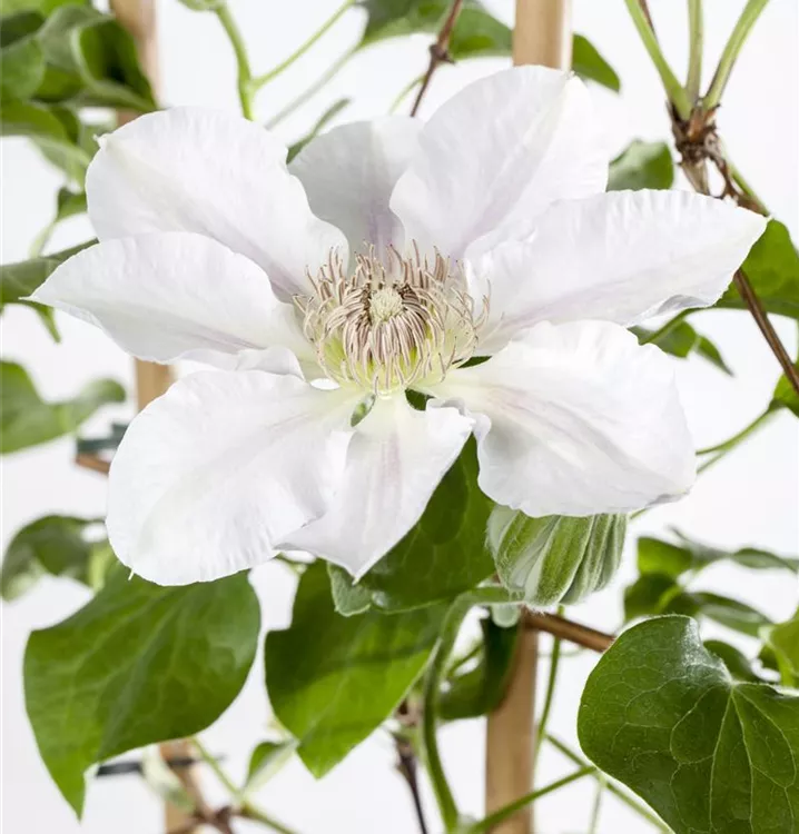 Waldrebe 'Yukikomachi'