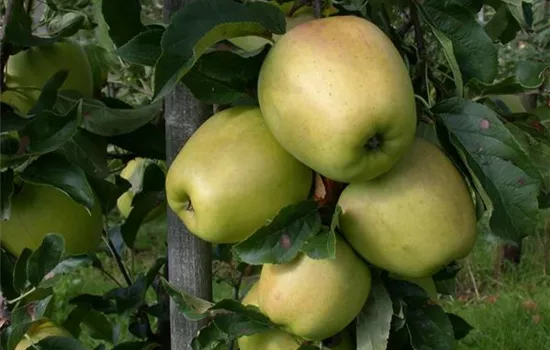 Malus 'Weißer Winterglockenapfel' CAC