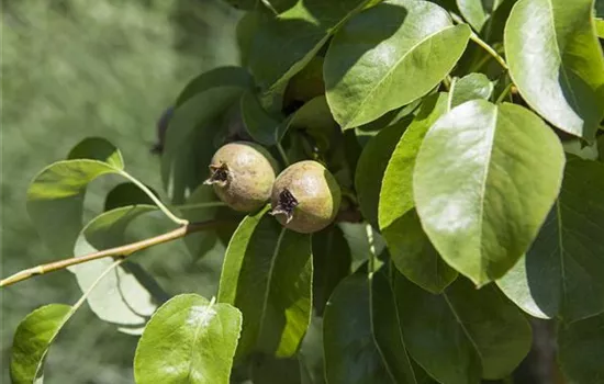 Pyrus com.'Dekora' CAC