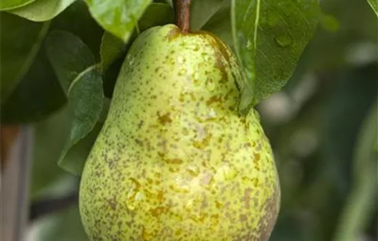 Pyrus com.'Williams Christbirne' CAC