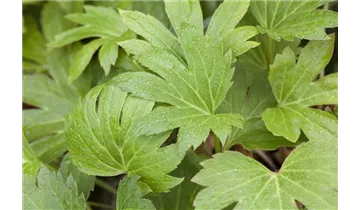 Gartenbaumschule Becker