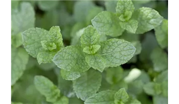 Gartenbaumschule Becker