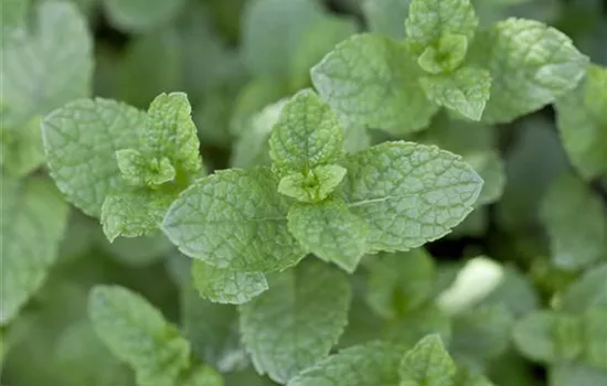 Ährige Minze Ährige Minze