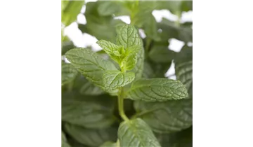 Gartenbaumschule Becker