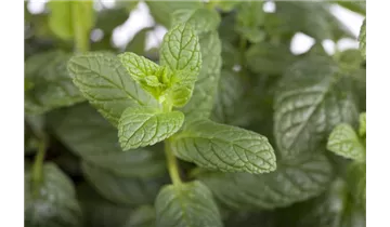 Gartenbaumschule Becker