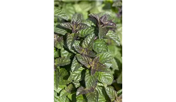 Gartenbaumschule Becker